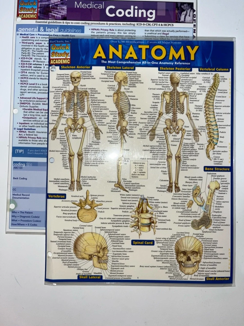 5/$25 Anatomy & Medical Coding Reference Folders Laminated